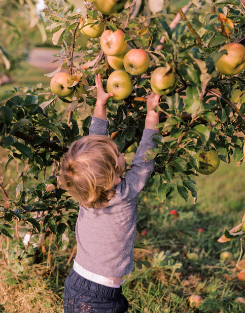 a kid picking apple from tree