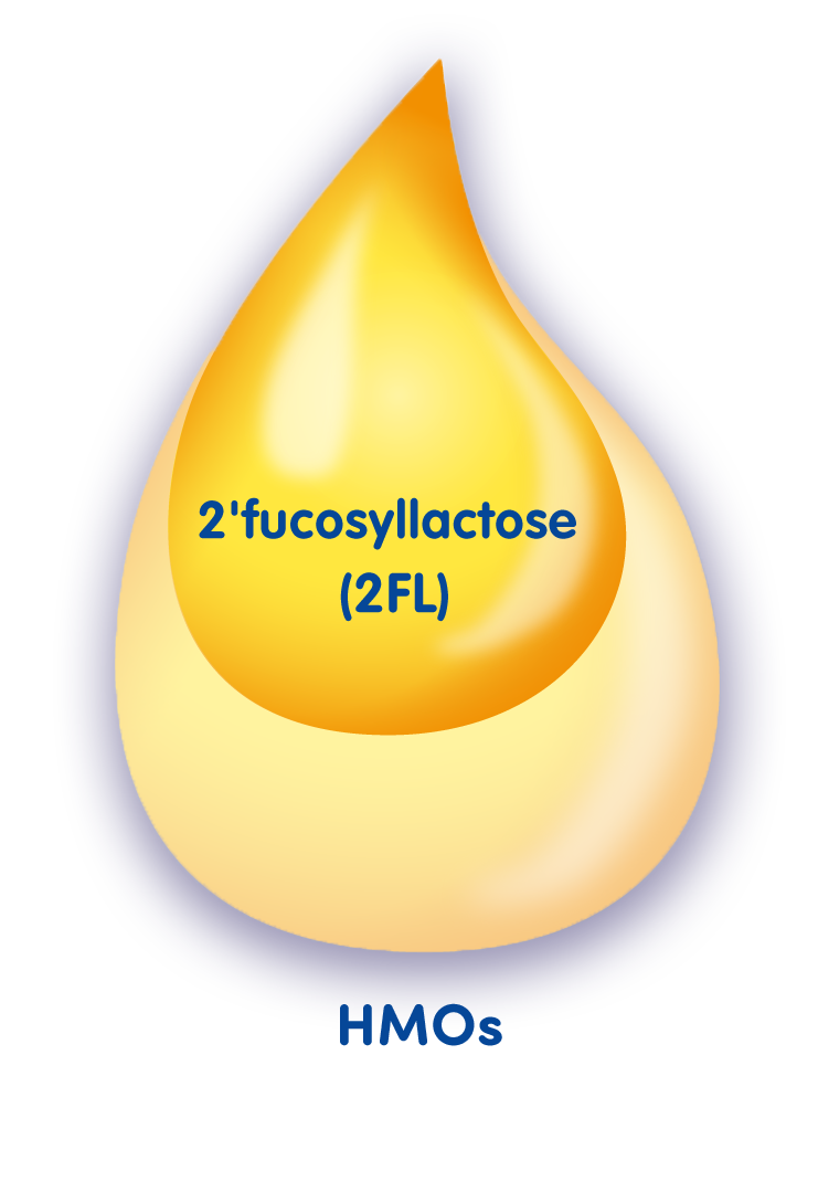 Composición del HMO